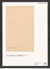 Nitzschia distans Greg. (de-Toni-Nr.: Genus 47, Species 2083) Zeichnungen Sammlung Grunow (NHMW-BOT-W0371992)